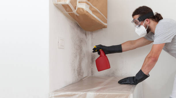 Professional Basement Mold Removal technician working in Salix, PA