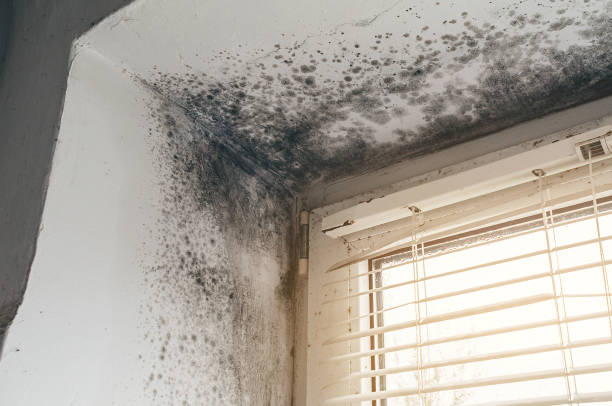 Affordable Basement Mold Removal solutions in Salix, PA